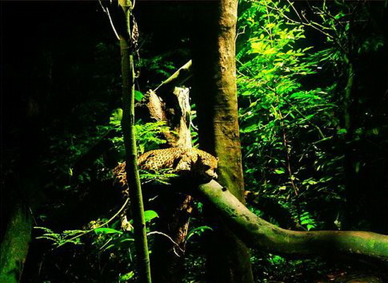 ҹ��Ұ������԰