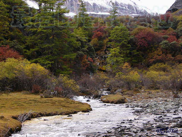 ����ţ��