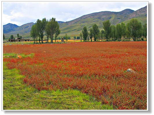 ������ڴ��ĺ�ݵ�