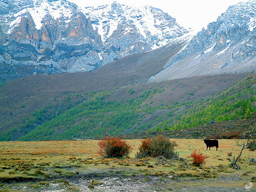 ����ţ��