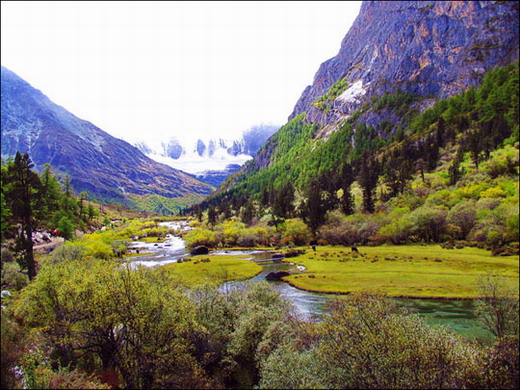 ����ţ��